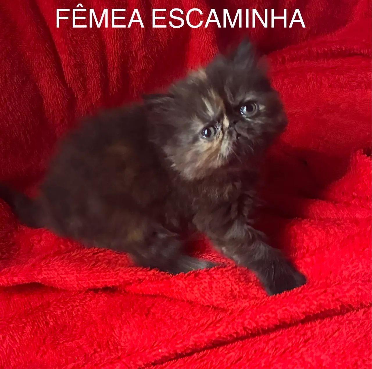 Bebês Gato Persa