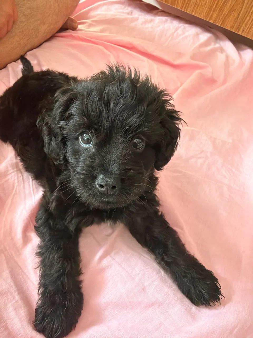 Poodle Macho - Foto 2