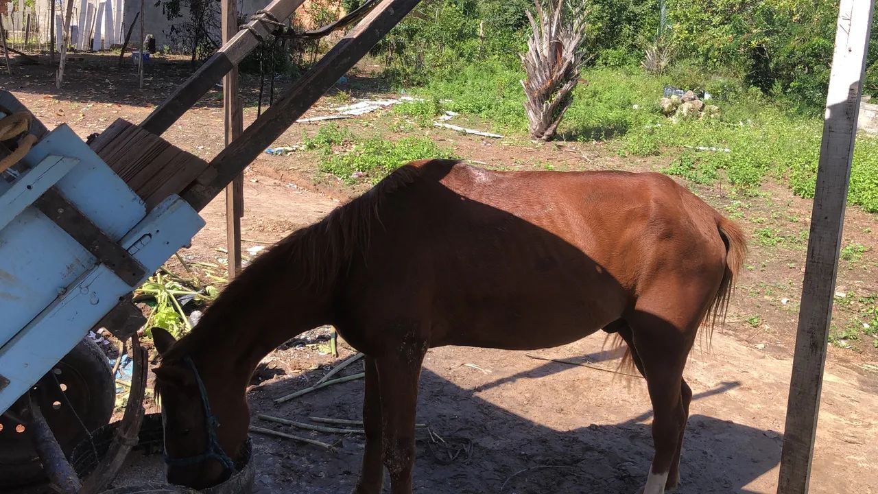 Vende se cavalo com carroça  - Foto 4