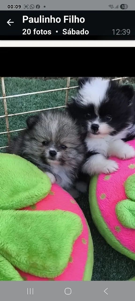 Filhotes de spitz alemão micros 