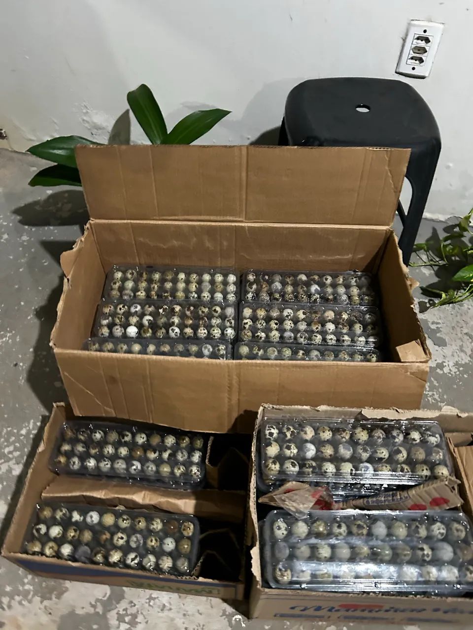 Ovos de codorna