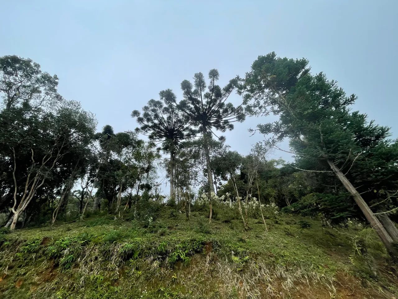 Chácara em  Bocaiuva do Sul  - Foto 9