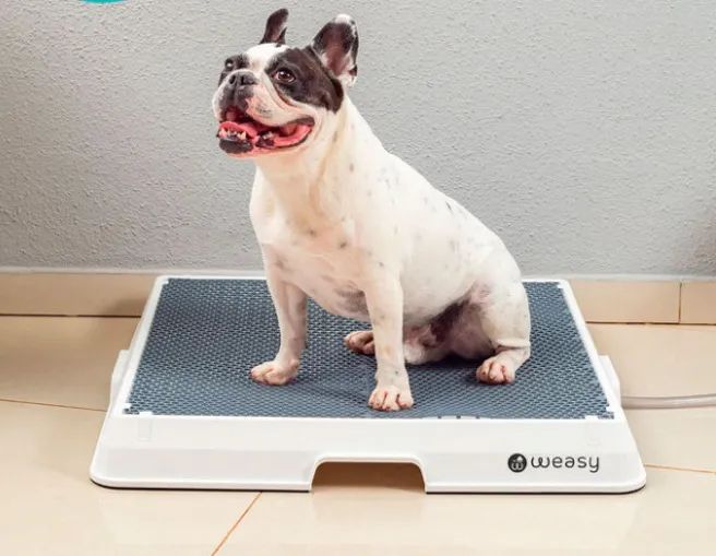 Weasy para xixi e coco de animais 