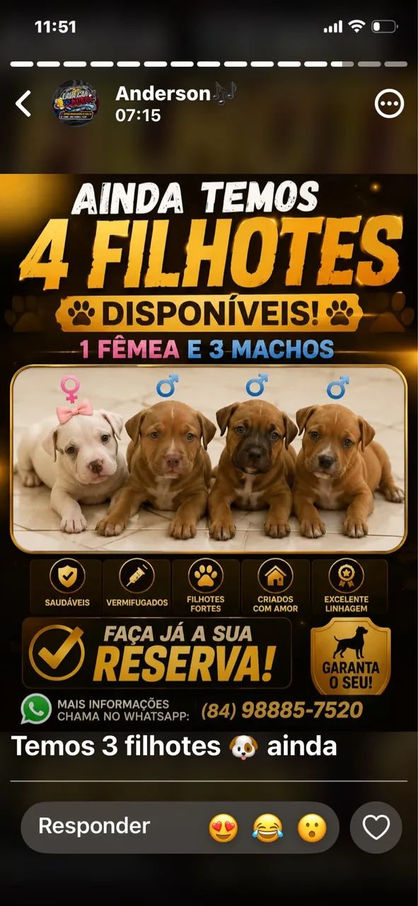 Filhotes pitbull 