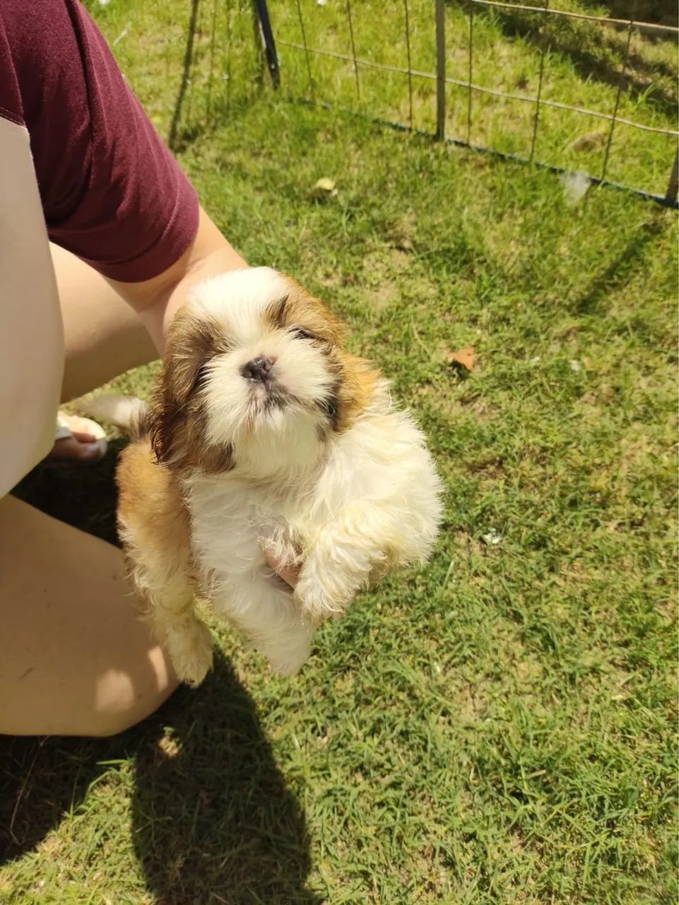 Shih tzu