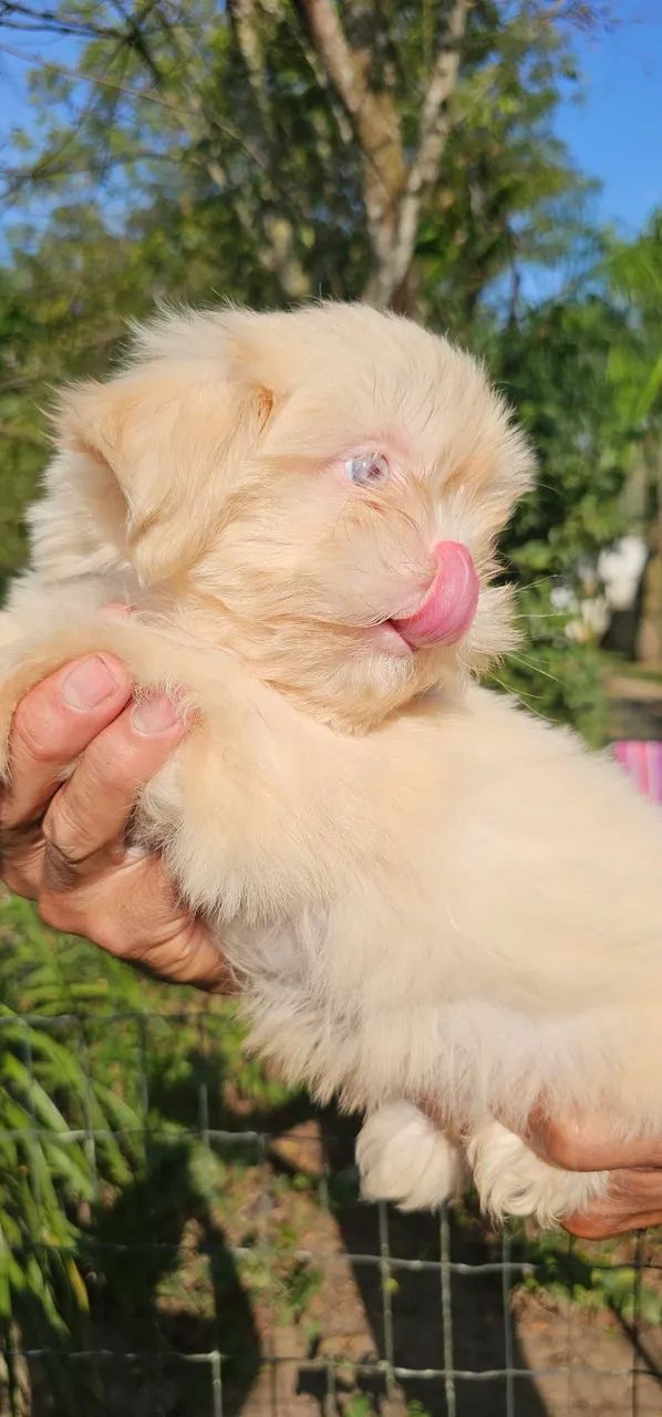 Albininho Macho olhos Azuis - Foto 2