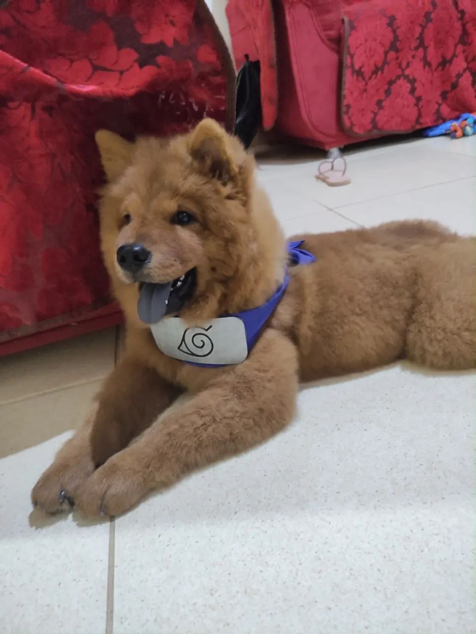 Filhotes de Chow Chow disponíveis 2200 - Foto 3