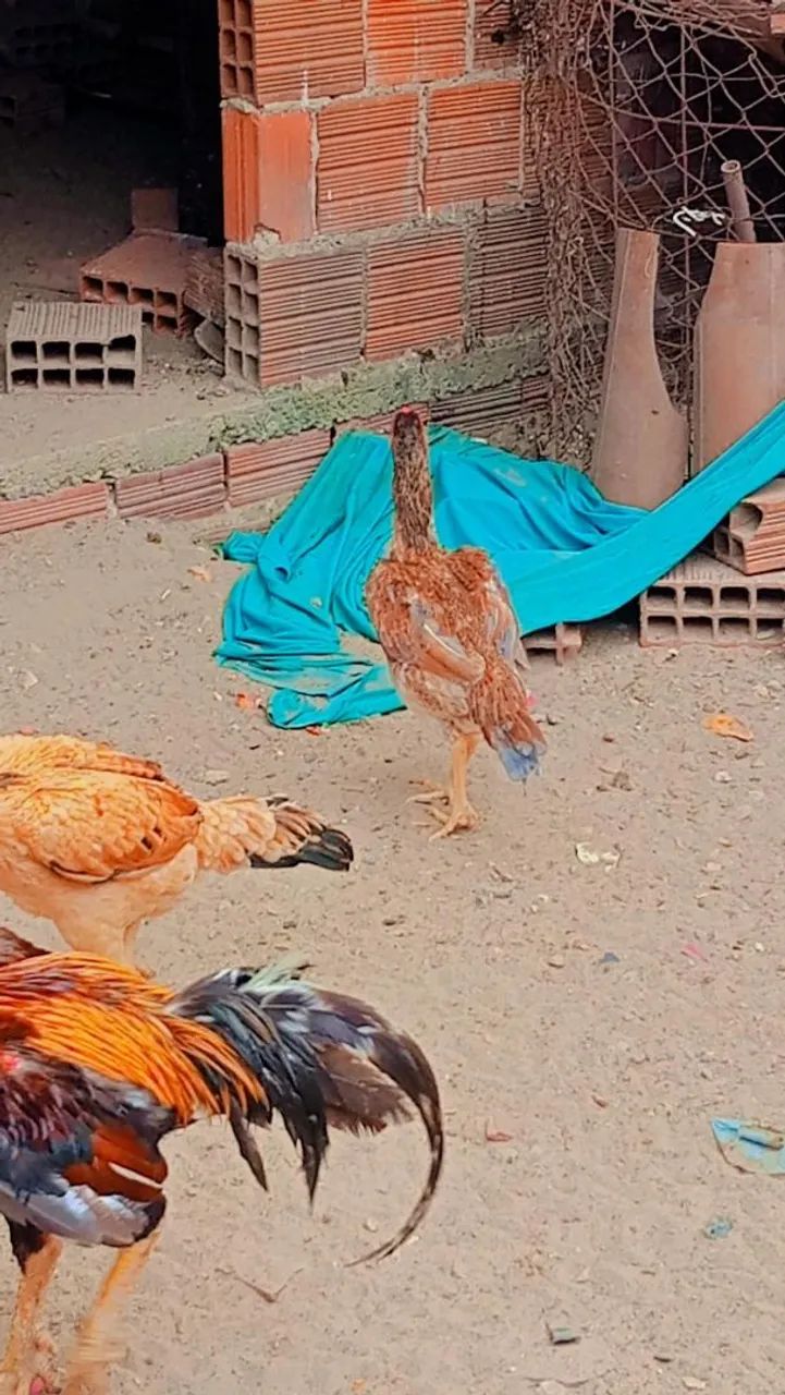 Galinhas 