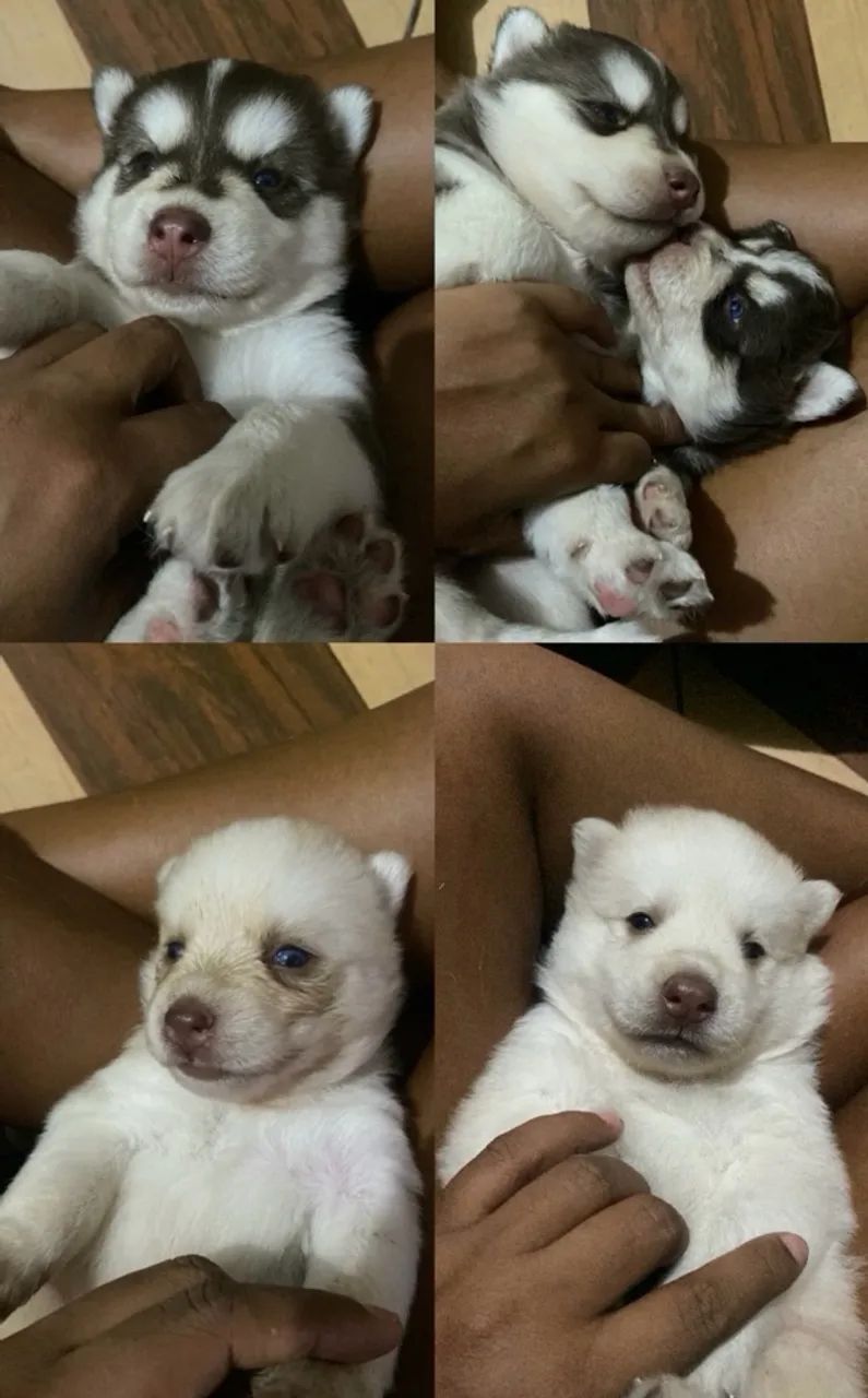 Filhotes husky siberiano - Foto 4