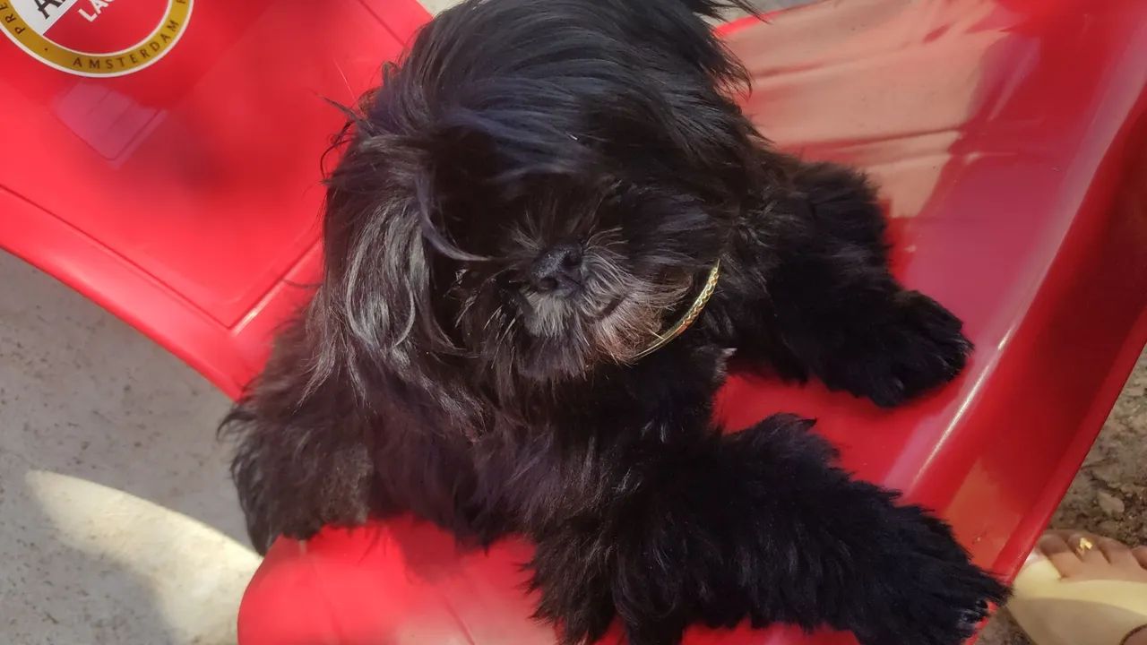 Shitzu  - Foto 2