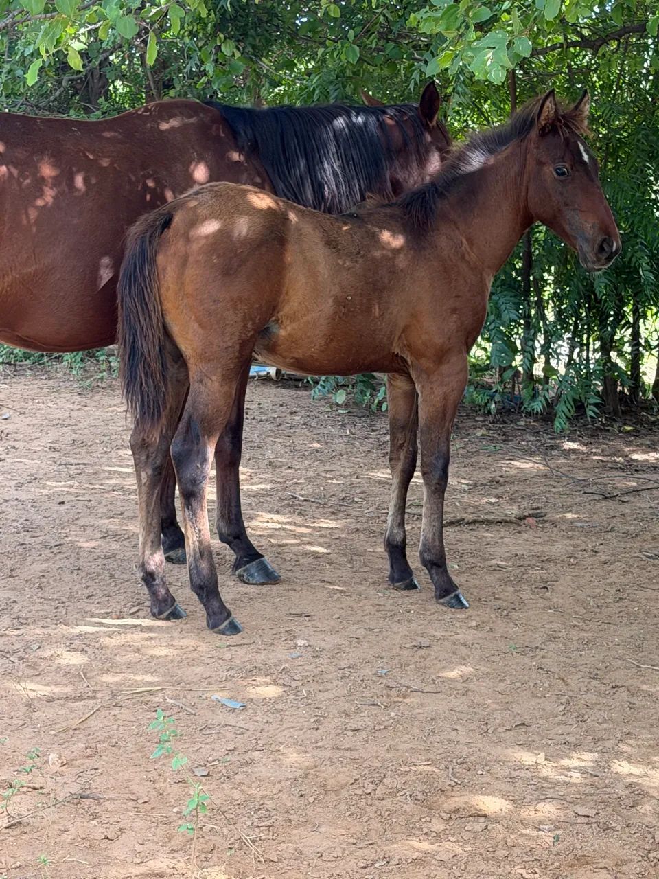POTRA - Foto 4