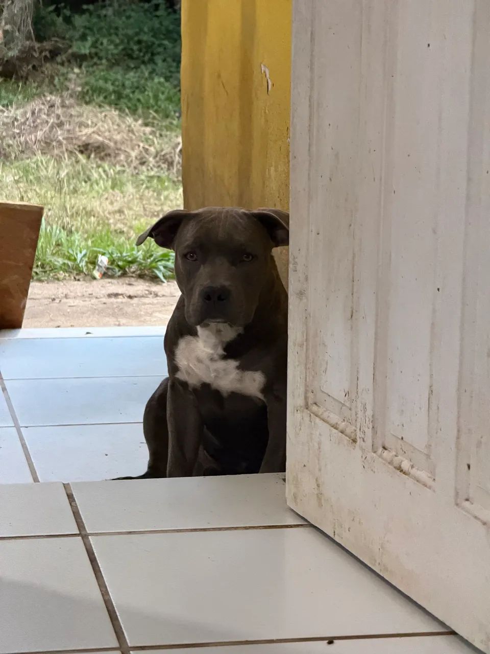 Americam bully macho pocket - Foto 2