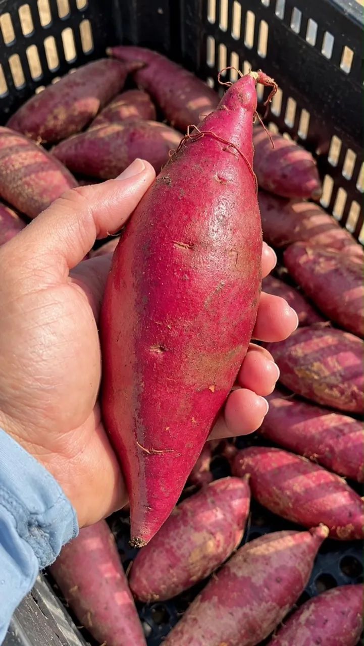 Batata doce direto do roçado