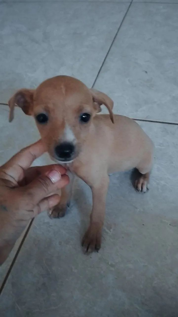 Pinscher filhotes - Foto 2