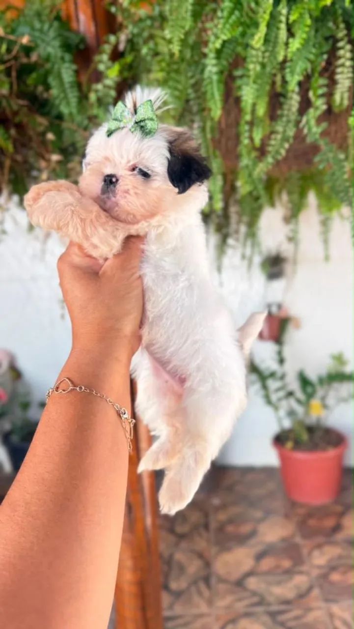 Shih Tzu Mini 