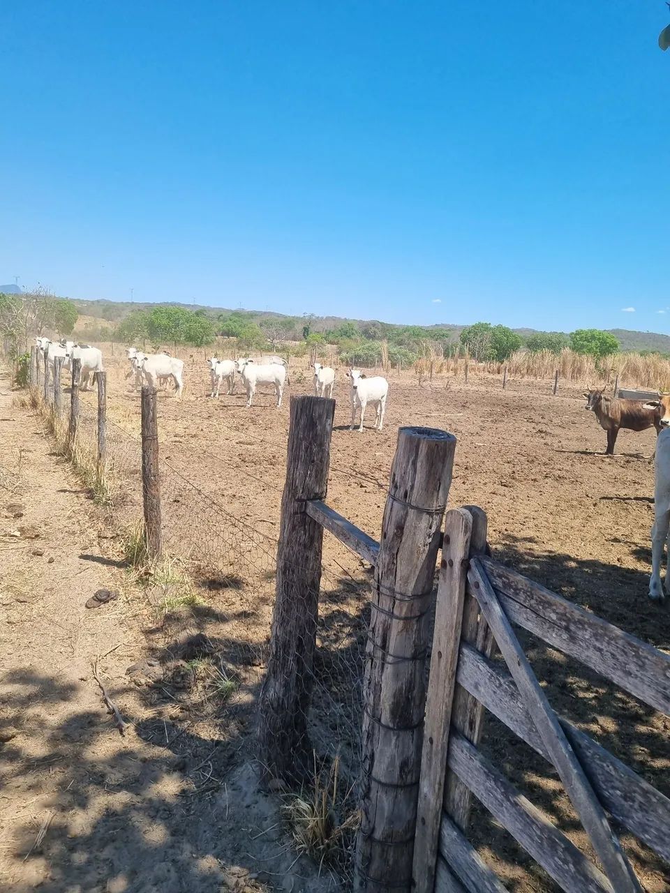 FAZENDA 5.372 HECTARES BAIXO PRA VENDER  - Foto 12