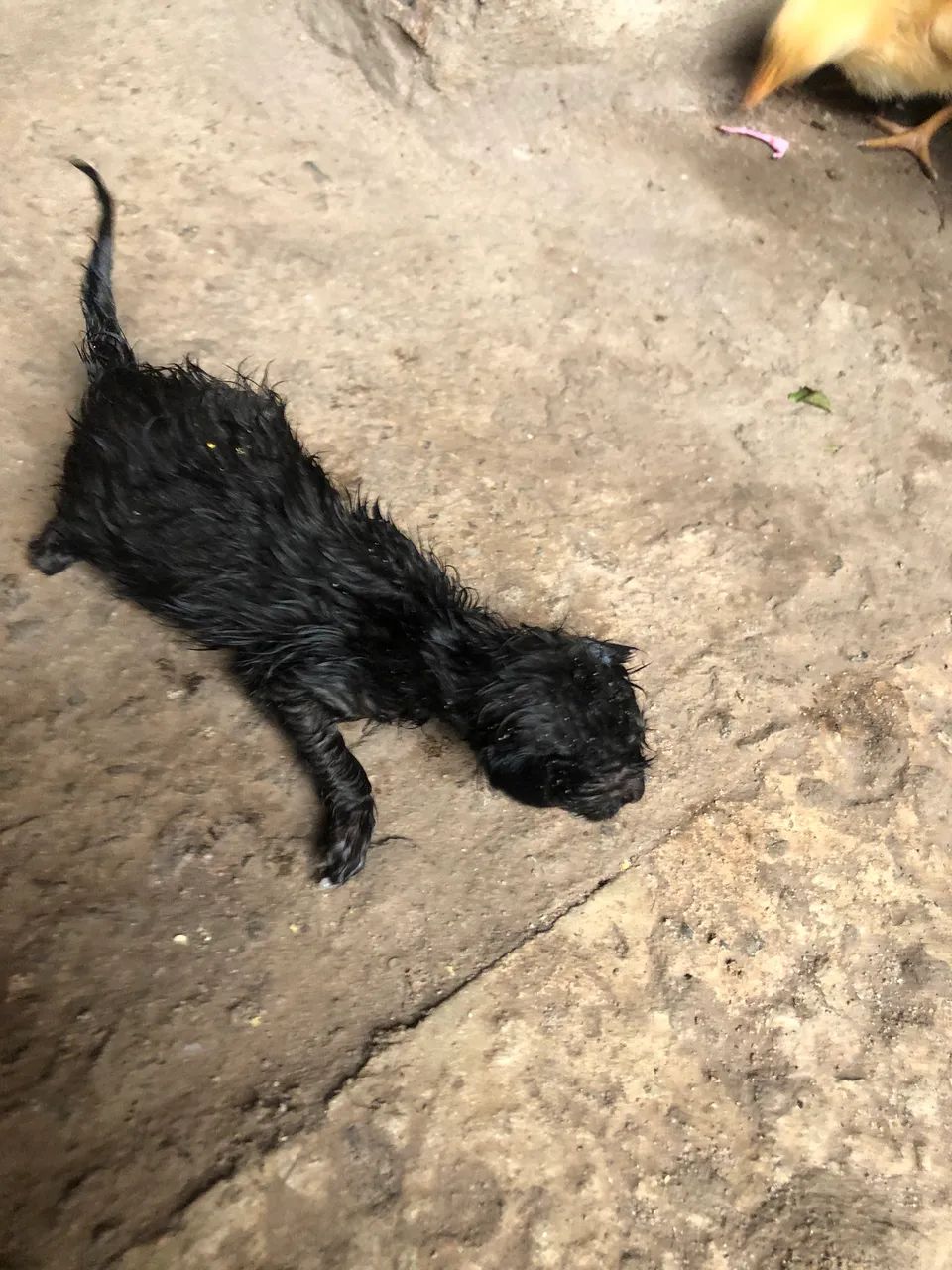 Doação de gatos  - Foto 2
