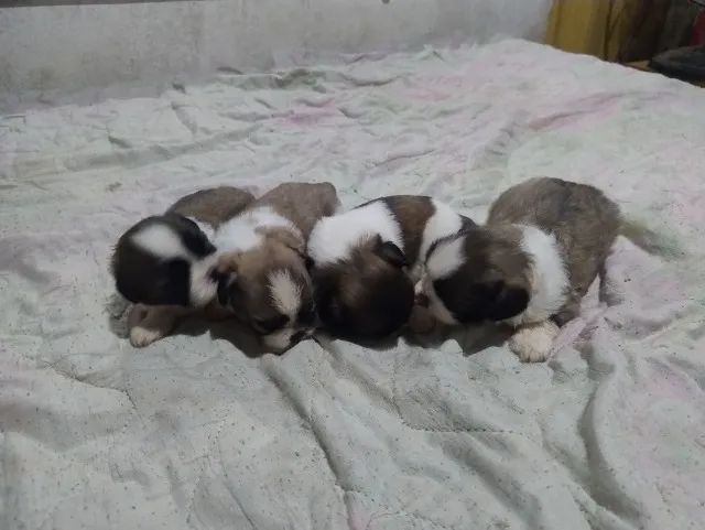Cachorro ? - Foto 4