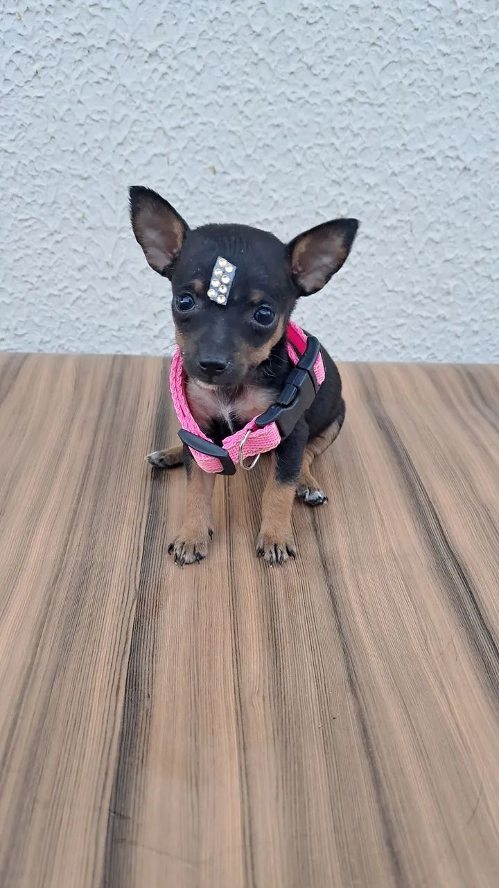 Pinscher n° 0 com 1 - Foto 3