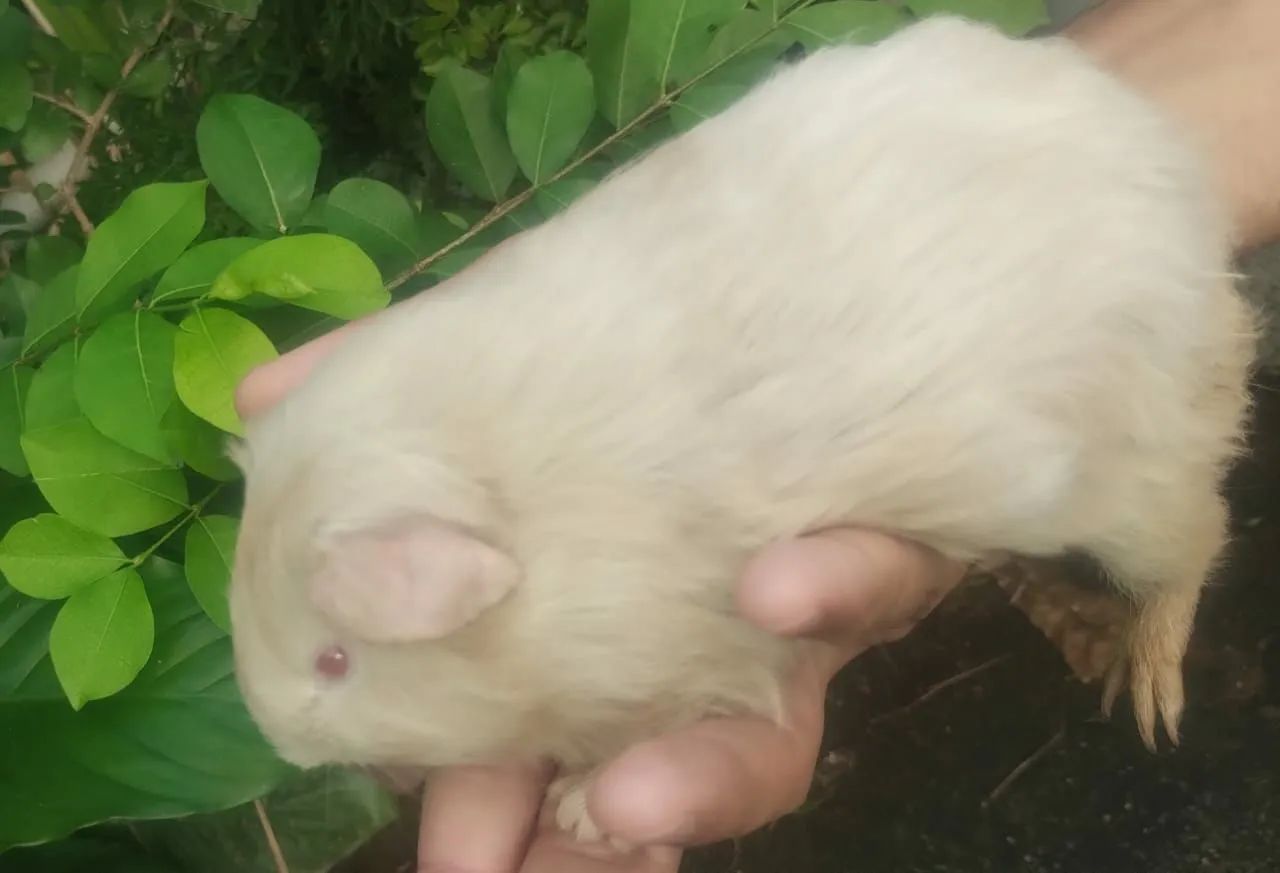 Porquinho da Índia grandes - Foto 4