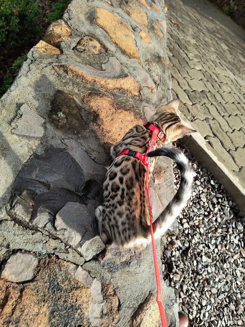 Gato bengal com Pedigree  - Foto 2