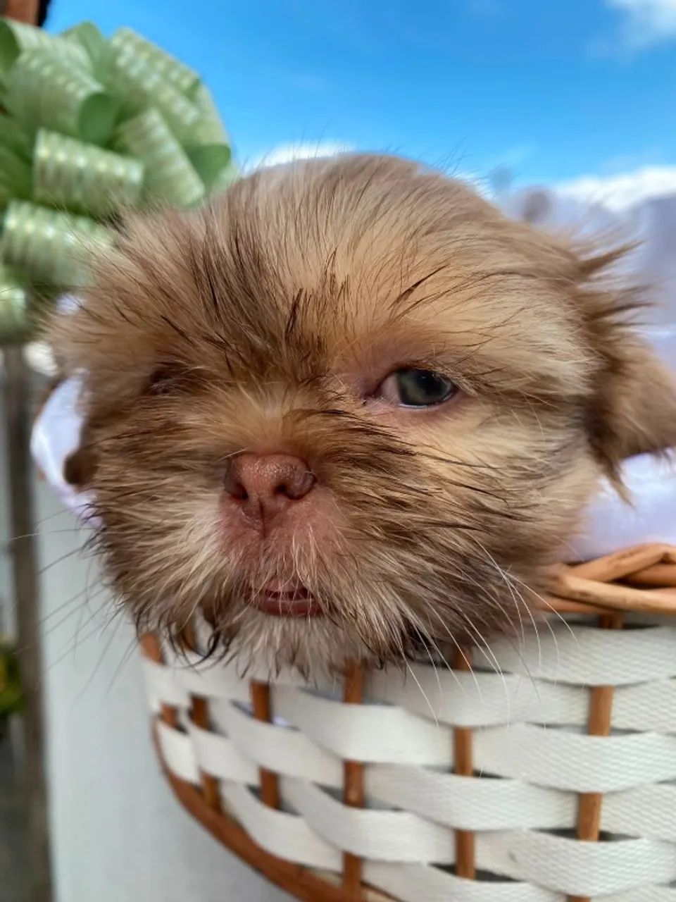 Filhotes de ShihTzu - Foto 4