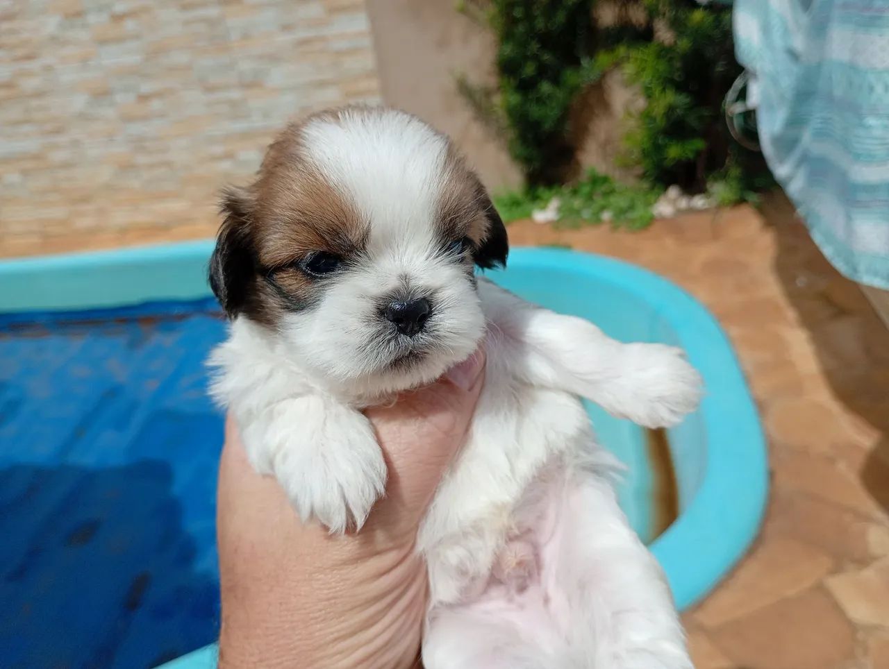 vendo - Foto 3