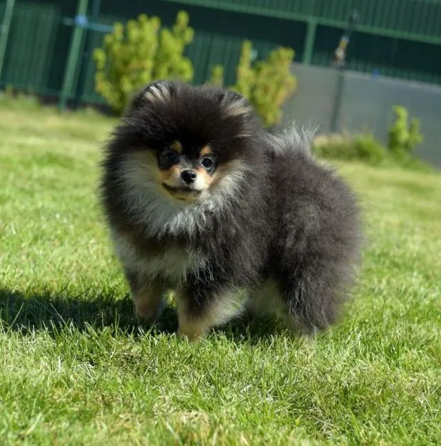 Spitz alemao com pedigree