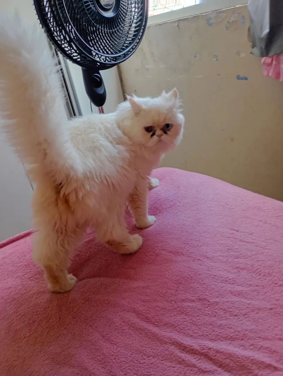 Macho de gato persa  - Foto 2