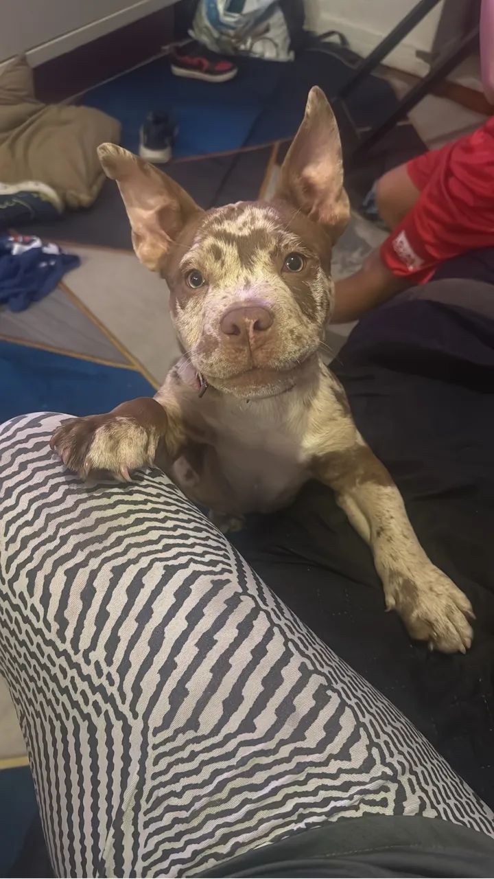 American bully micro  - Foto 2