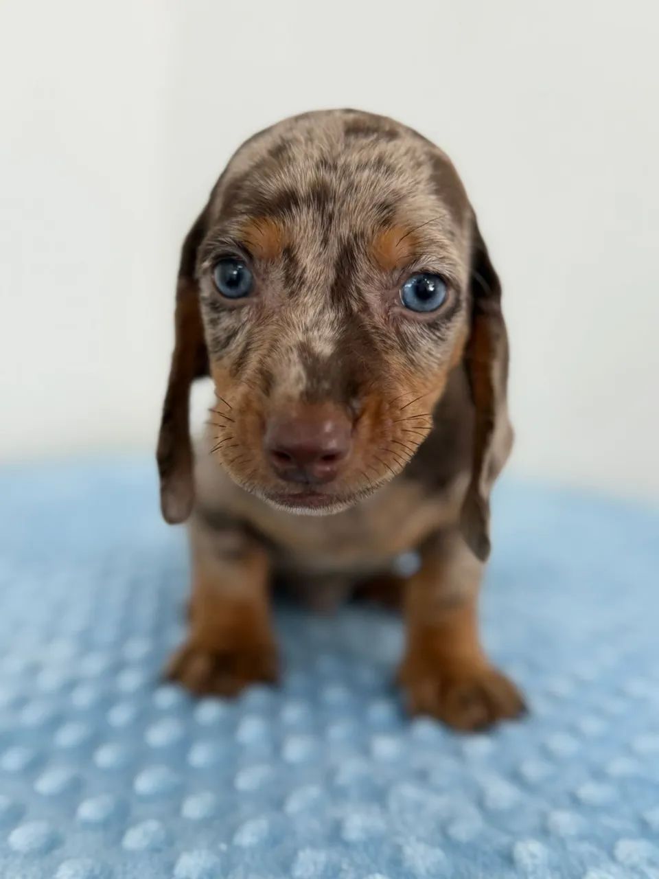dachshund salsichinha  - Foto 5