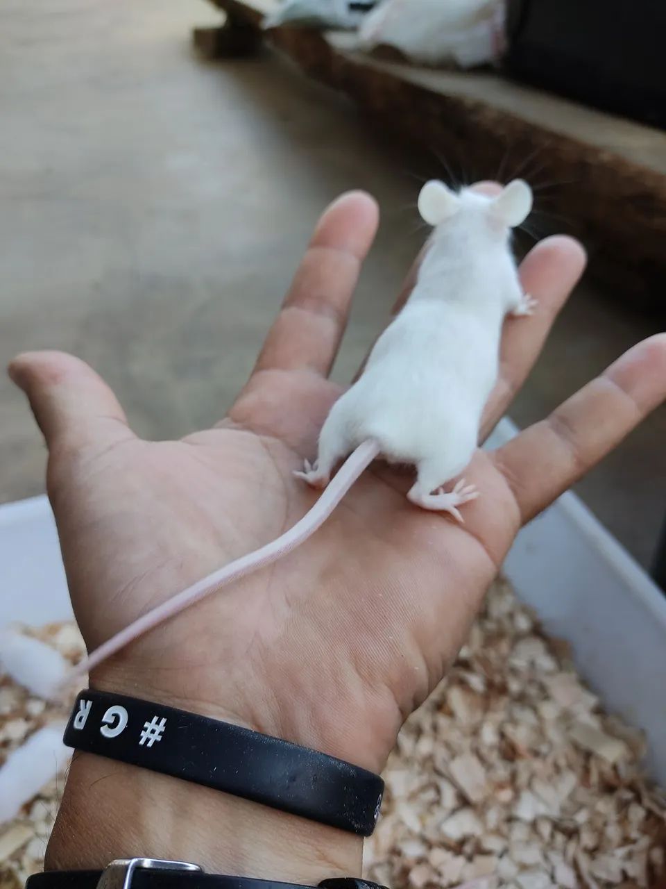 Camundongos  - Foto 2