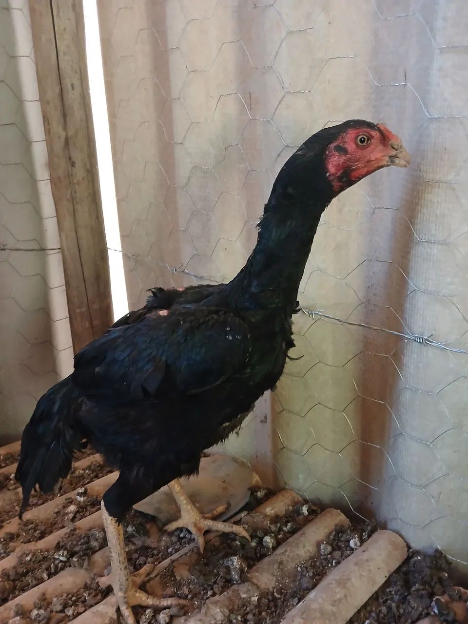 Galo - Foto 2