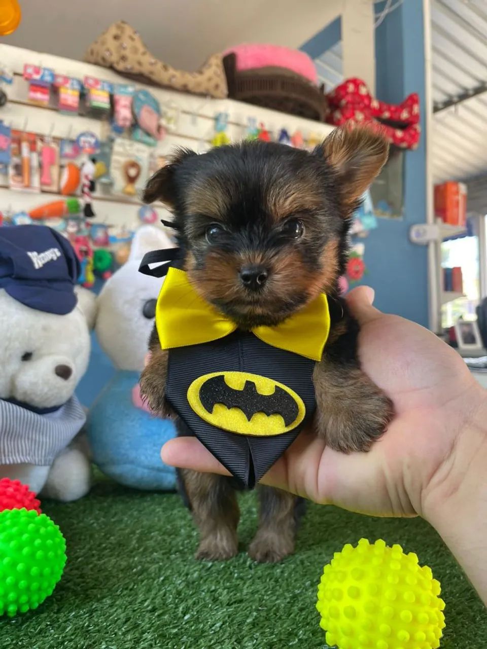 YorkShire terrier macho cheio de amor 