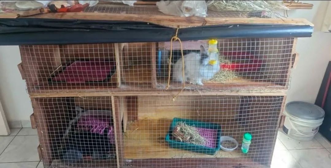 CASAL DE COELHOS COM ACESSÓRIOS INCLUSOS - Foto 5