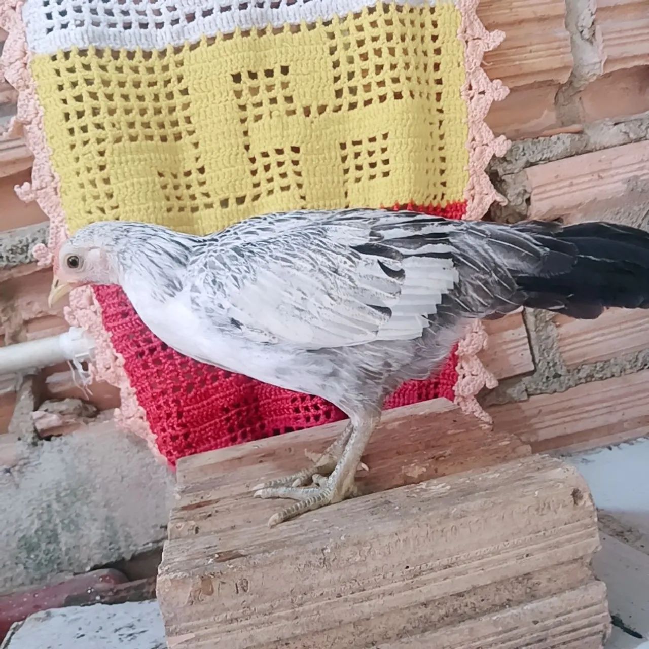 Vendo frango e frangas da raça garnizé. - Foto 5