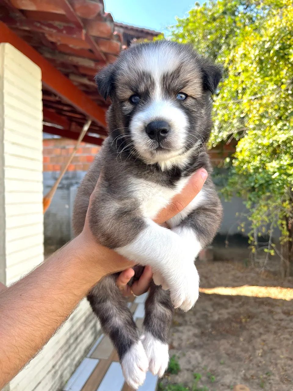 Husky Siberiano  - Foto 2