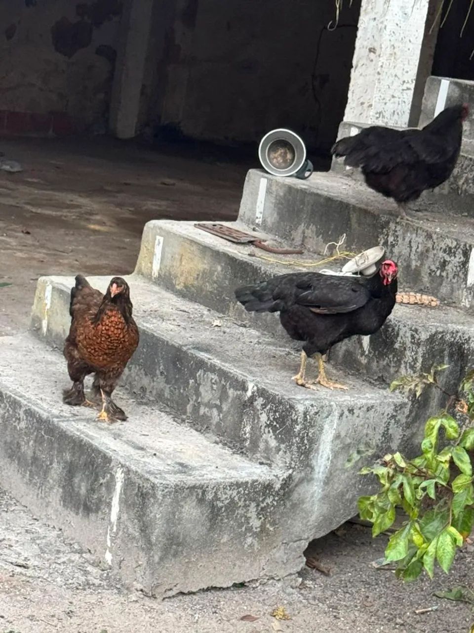 Galinhas brahma - Foto 5