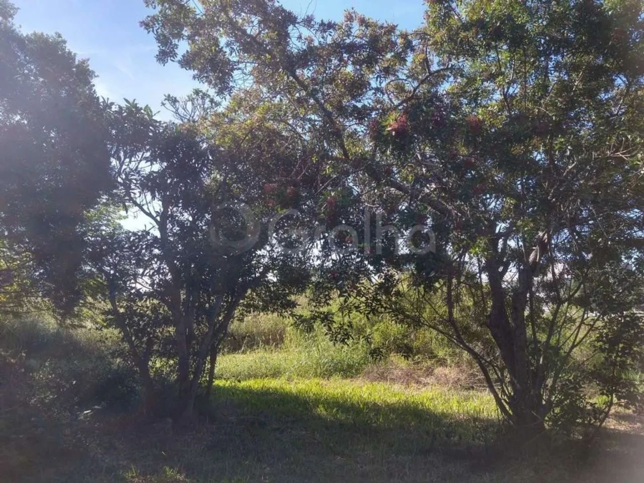 Terreno para Venda em Florianópolis, Ingleses do Rio Vermelho - Foto 3