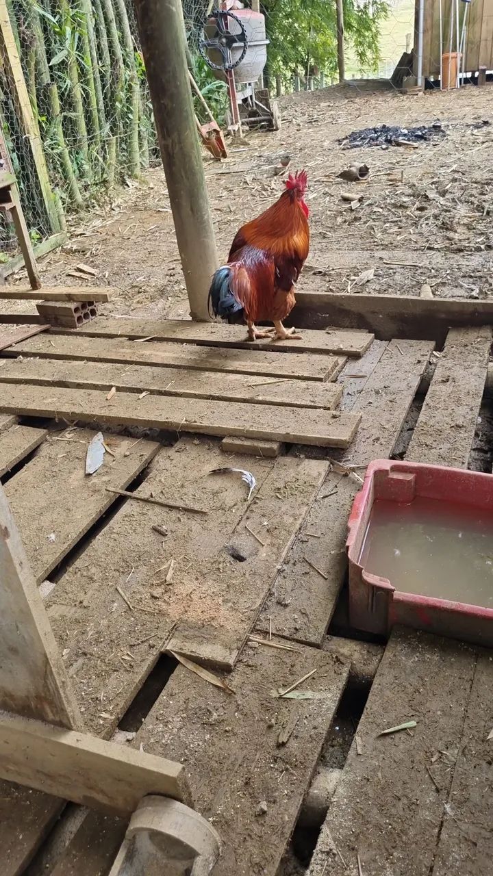 Galo caipira