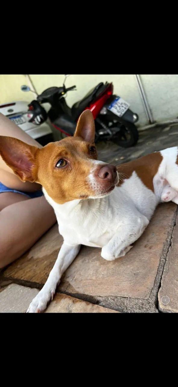 Chico precisa de um lar 
