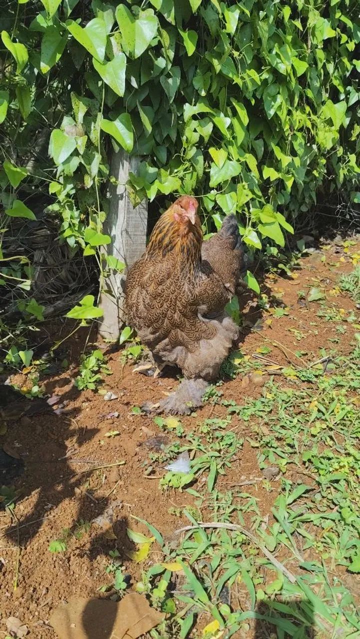 Galos e galinhas - Foto 2