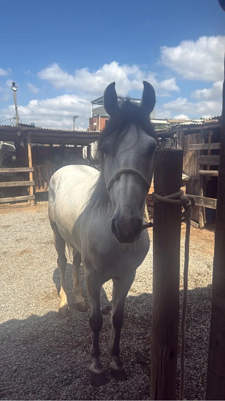 Cavalo  - Foto 2