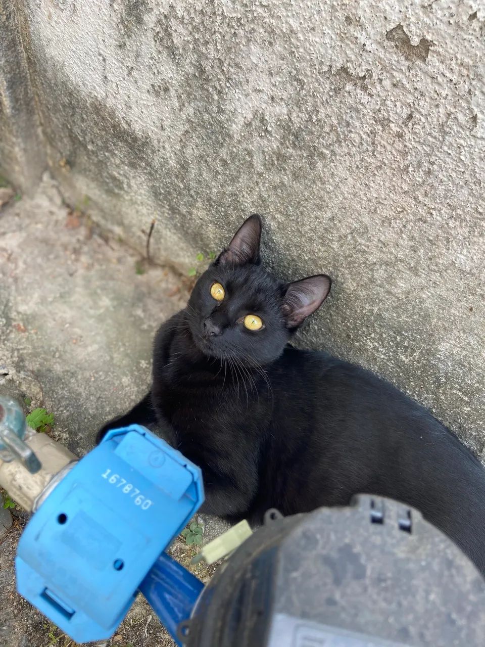 Adoção responsável  - Foto 2