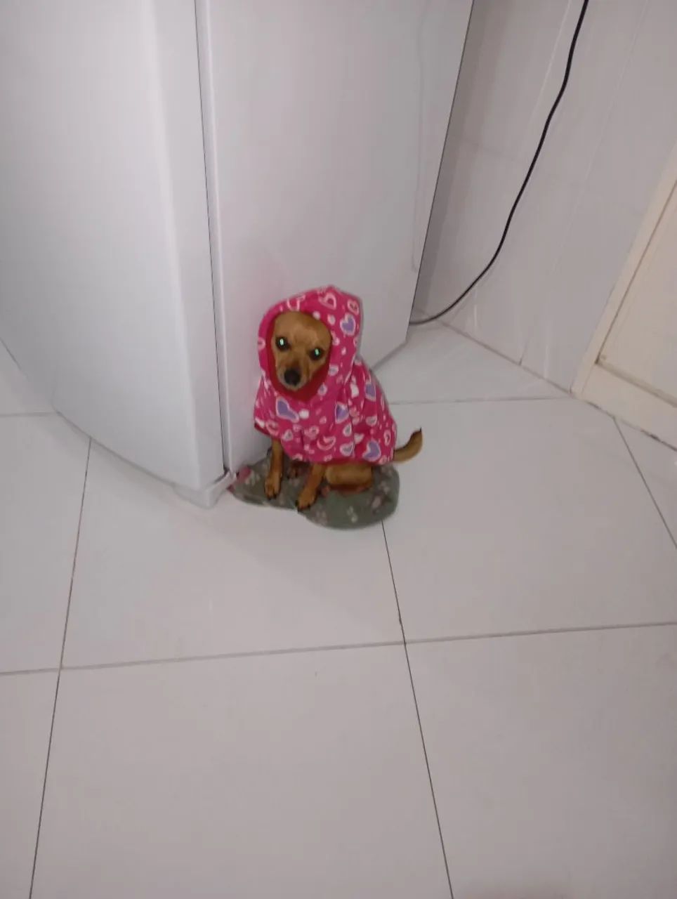 Roupinhas pra pets  - Foto 4