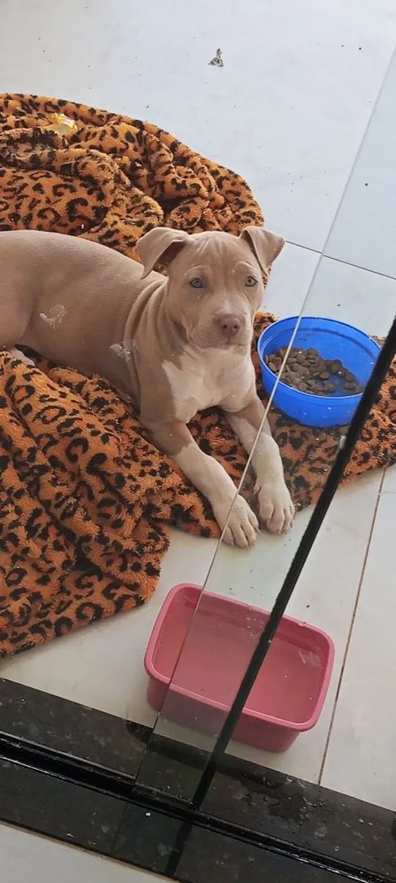 Pit Bull 
