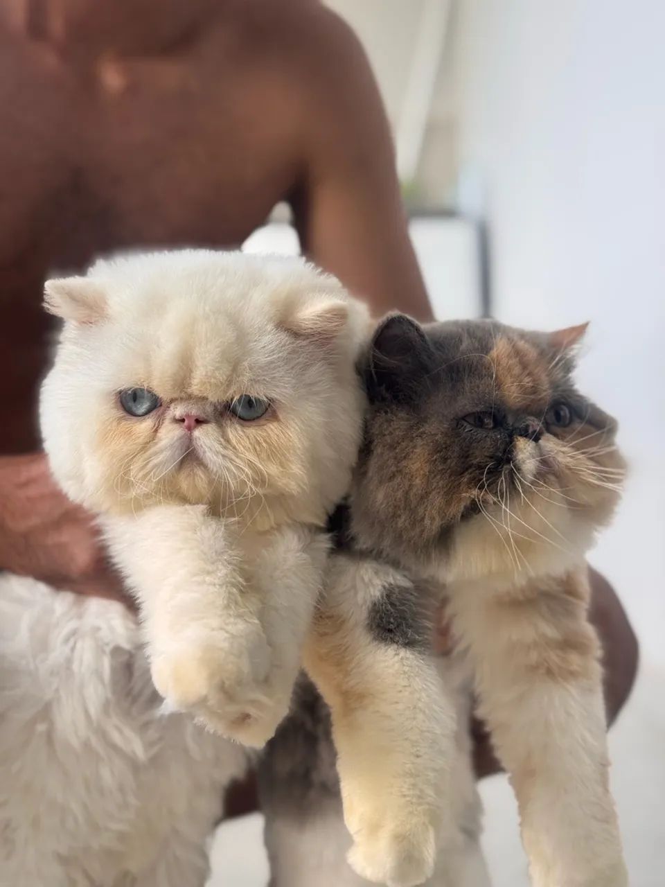 Vendo gato persa