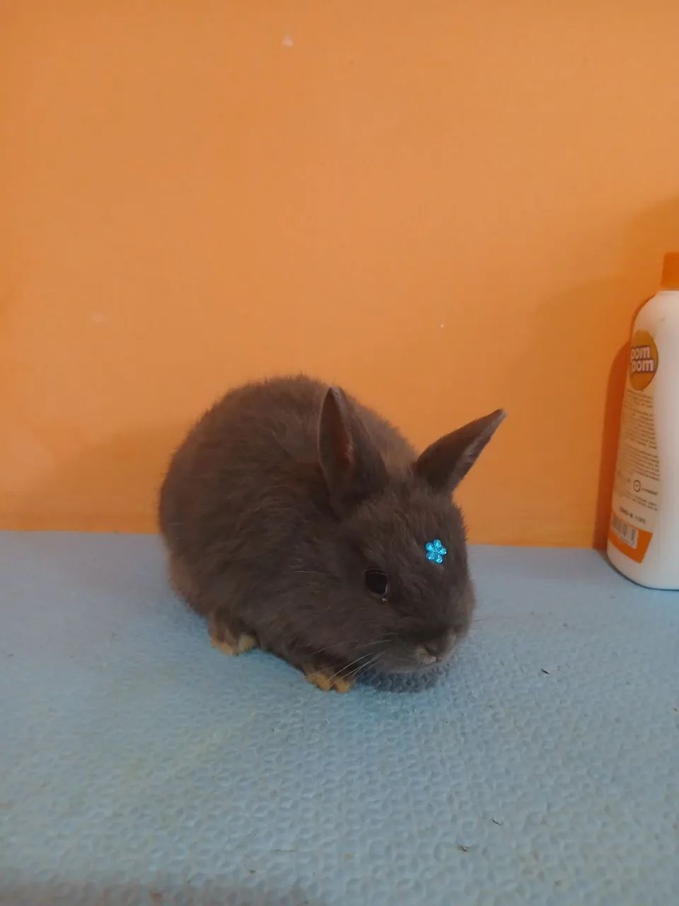 Netherland Dwarf  - Foto 2