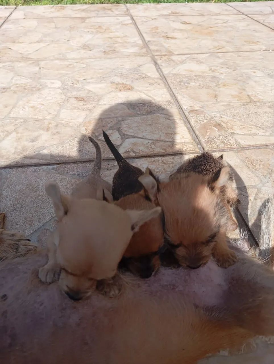 Pinscher N 1  - Foto 3