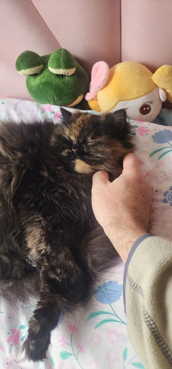 Gata Persa  - Foto 3